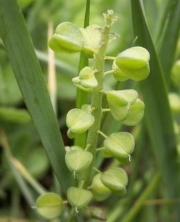 Qui suis-je / plante mystère n°3 ? 