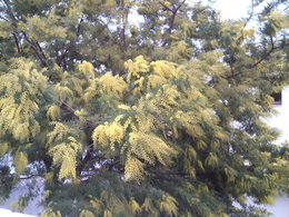 mimosa précoce