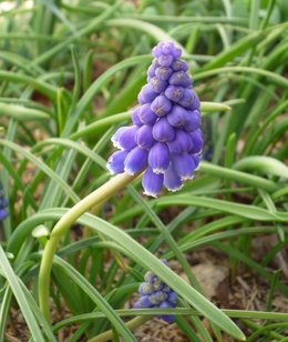 Qui suis-je / plante mystère n°3 ? 