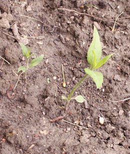 Plantation de topinambour