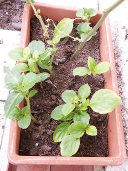 bouture d'impatiens