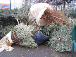 Qu'allez-vous faire de votre sapin de Noël ?