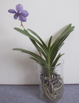 Vanda