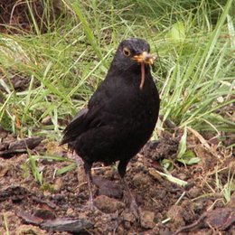 Petit oiseau