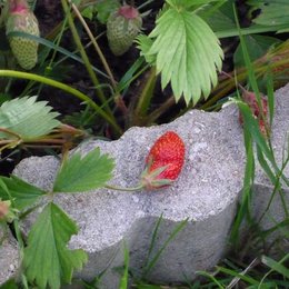 Ma première fraise