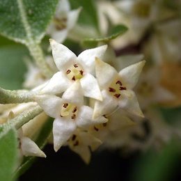 Parfum de fleurs le plus entêtant pour vous ?