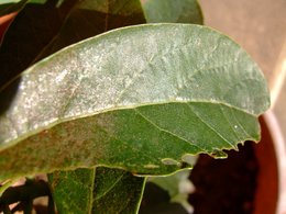 Feuilles d'avocatier mangées