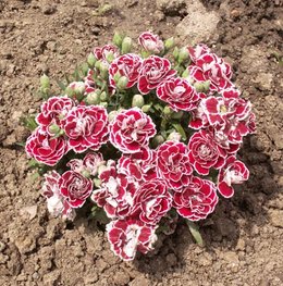 Oeillet de poète aux 100 fleurs