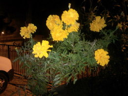 Rose d'Inde - Tagetes erecta