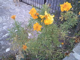 Rose d'Inde - Tagetes erecta