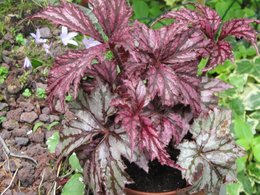 Bouturage des Bégonias tubéreux . . . ça vous cause ?