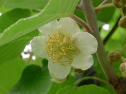 actinidia