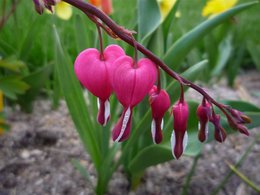 Coeur-de-Marie - Dicentra spectabilis 