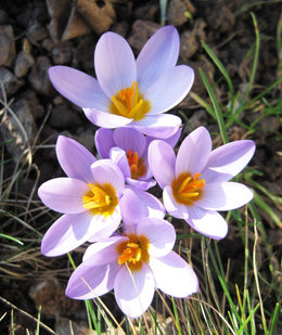 Crocus