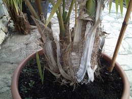 palmier d'exterieur