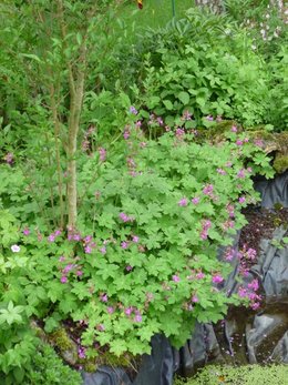 Les mauvaises herbes étouffées