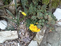 premières fleurs dans mon jardin