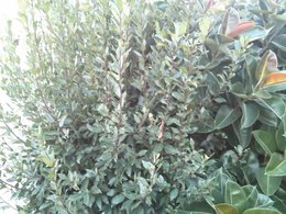 Caoutchouc - Ficus elastica