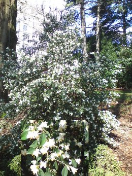 Arbuste fleuri à identifier