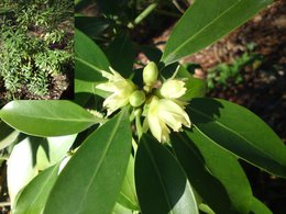 Arbuste fleuri à identifier