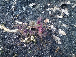 Coeur-de-Marie - Dicentra spectabilis 