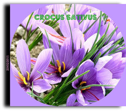 crocus