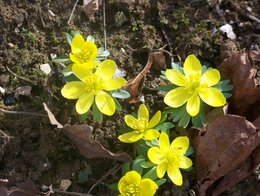 Eranthis hyemalis - Hellébore d'hiver - Helléborine