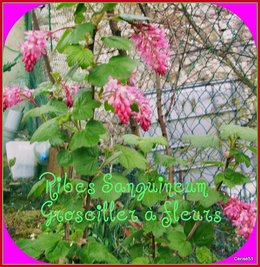 Groseillier à fleurs - Ribes sanguineum 