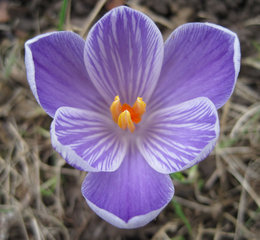 Crocus