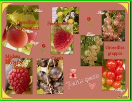 Petits fruits