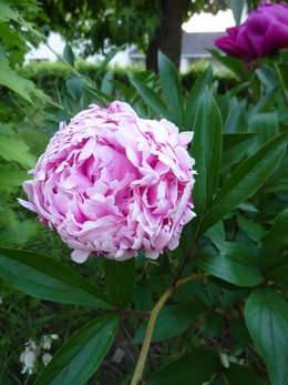 Les pivoines de nos jardins