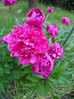 Les pivoines de nos jardins