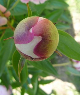 Les pivoines de nos jardins