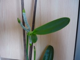 Bébés phalaenopsis