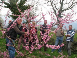 Taille des arbres fruitiers