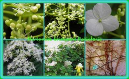 Hortensia - Hydrangea macrophylla