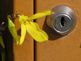 Forsythia en fleurs dans votre jardin ?