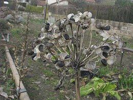 De la ciboulette au jardin ?