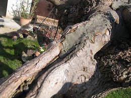Cicatrisation après la taille de grosses branches sur arbres fruitiers