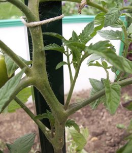 Les gourmands sur les tomates