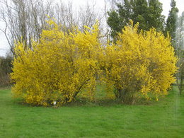 Forsythia en fleurs dans votre jardin ?