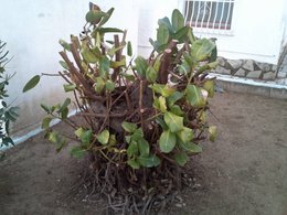 Caoutchouc - Ficus elastica