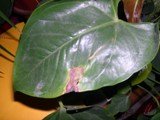 SOS ANTHURIUM