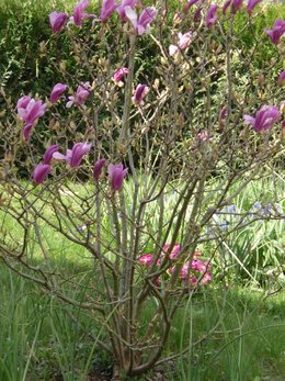 Magnolia x soulangeana 'Alexandrina'