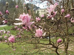 Magnolia x soulangeana 'Alexandrina'