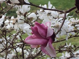 Magnolia x soulangeana 'Alexandrina'