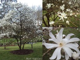 Magnolia x soulangeana 'Alexandrina'