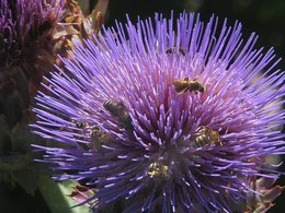 Des artichauts dans le jardin ?