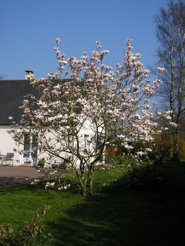 Magnolia x soulangeana 'Alexandrina'