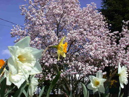 Magnolia x soulangeana 'Alexandrina'